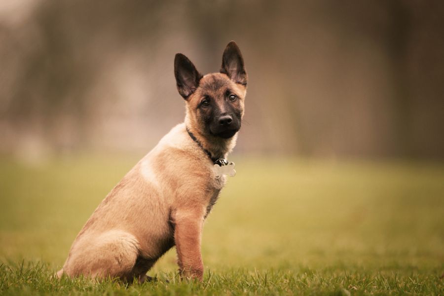 malinois owczarek belgijski szczeniak siedzi na trawie i patrzy w obiektyw