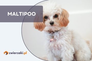 maltipoo