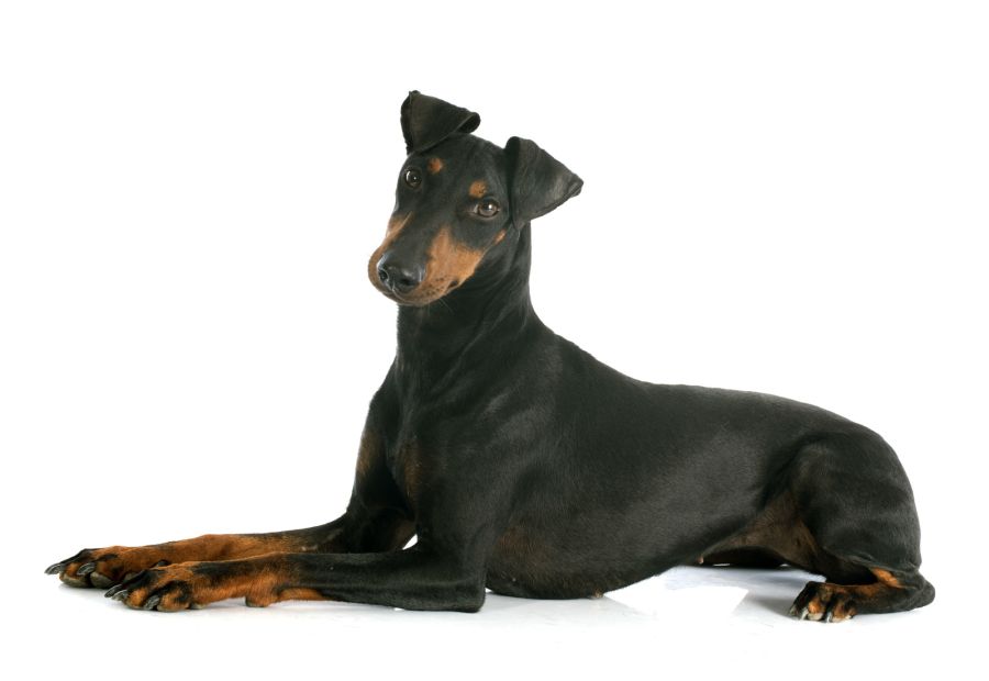 manchester terrier dorosły pies leży na białym tle