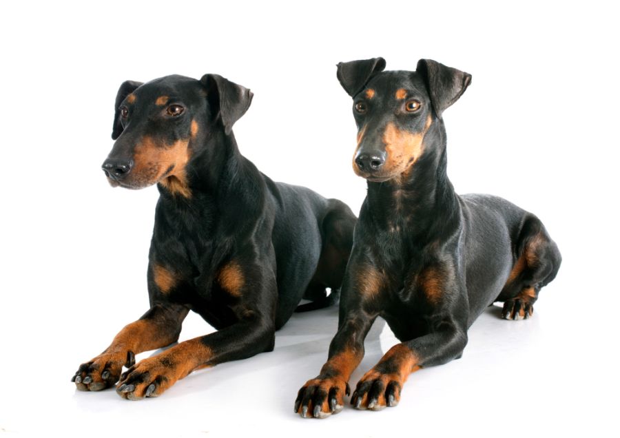 manchester terrier dwa psy leżą na białym tle