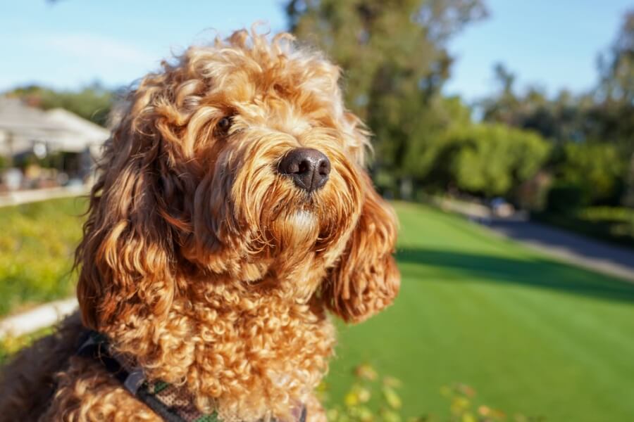 cavapoo na dworze