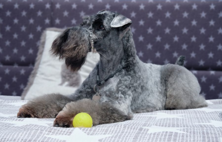 kerry blue terrier leży na łóżku