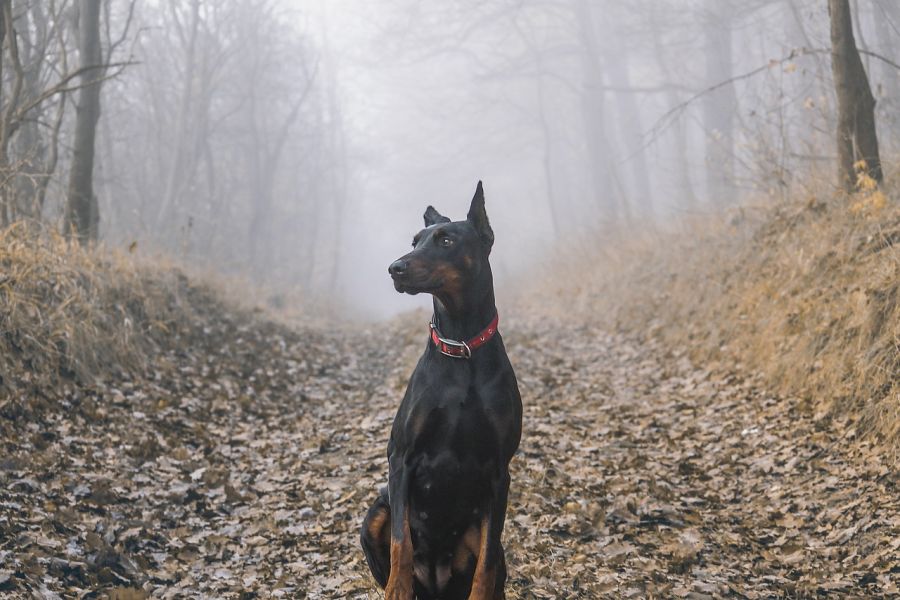 pinczer doberman siedzi na ścieżce w lesie jesienią