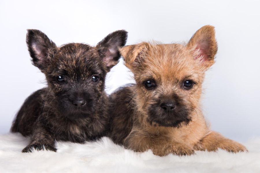 szczeniaki rasy cairn terrier