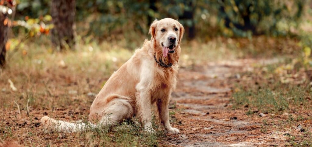 rasy duże golden retriever