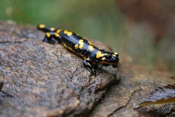 salamandra