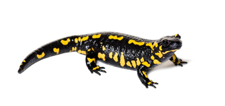 Salamandra plamista wygląd