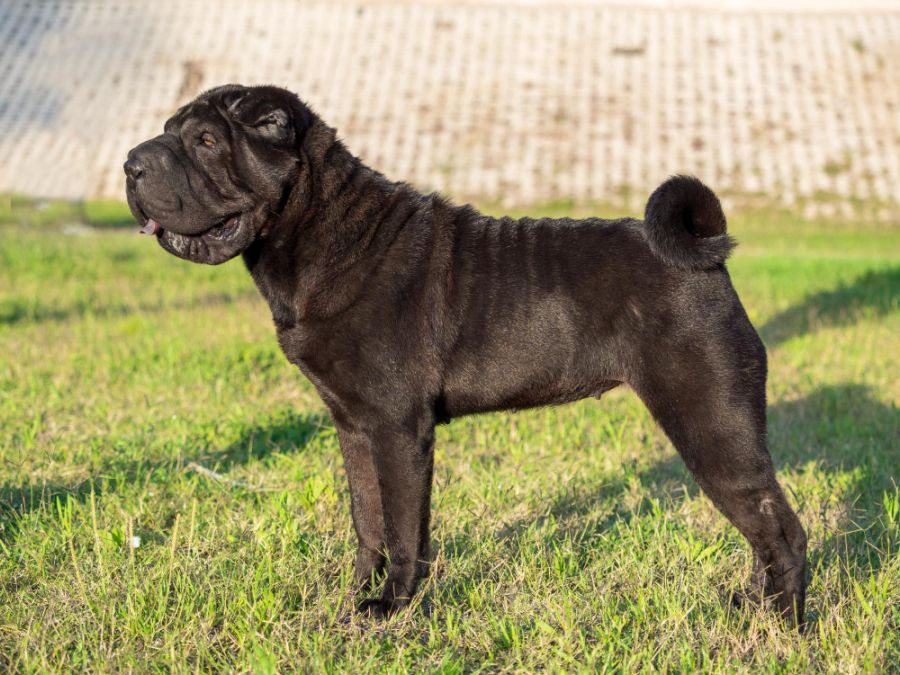 shar pei dorosły czarny pies stoi i pozuje na trawie