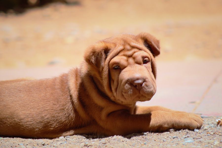 shar pei szczeniak leży na piasku