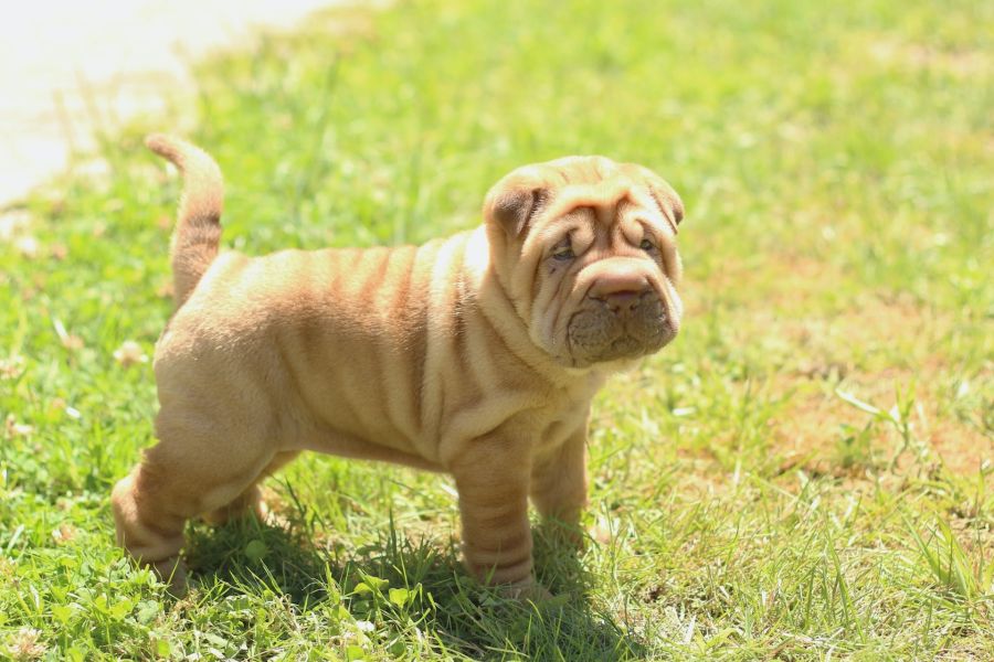 shar pei szczeniak stoi na trawniku