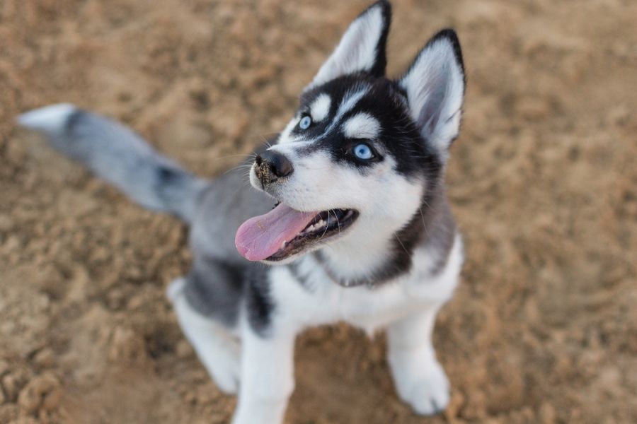 siberian husky młody pies siedzi na piasku i patrzy w górę