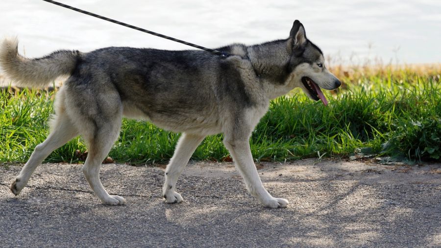 siberian husky pies idzie drogą na smyczy