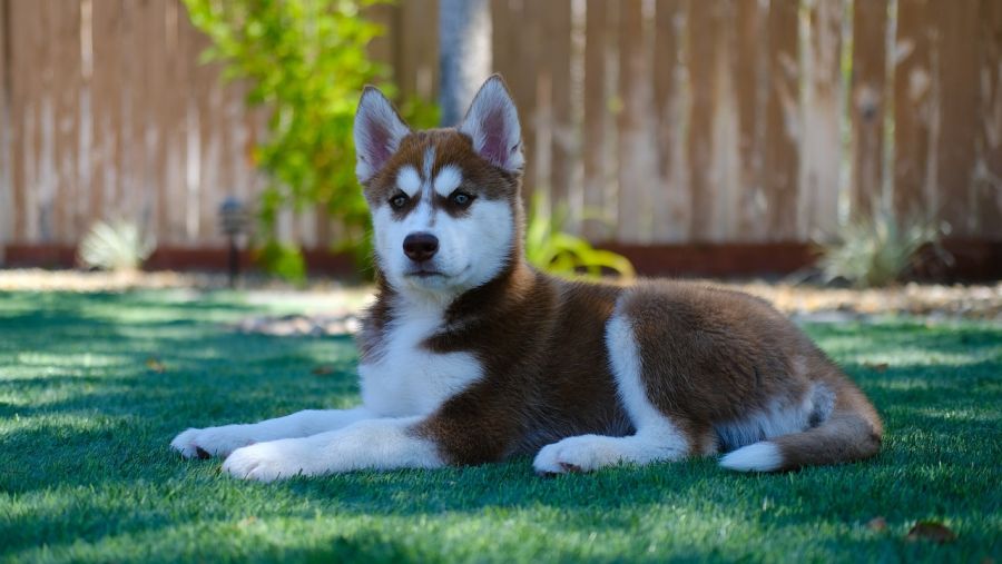 siberian husky rudy szczeniak leży na trawniku