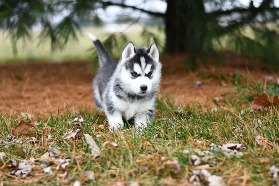 siberian husky szczeniak idzie po  trawie