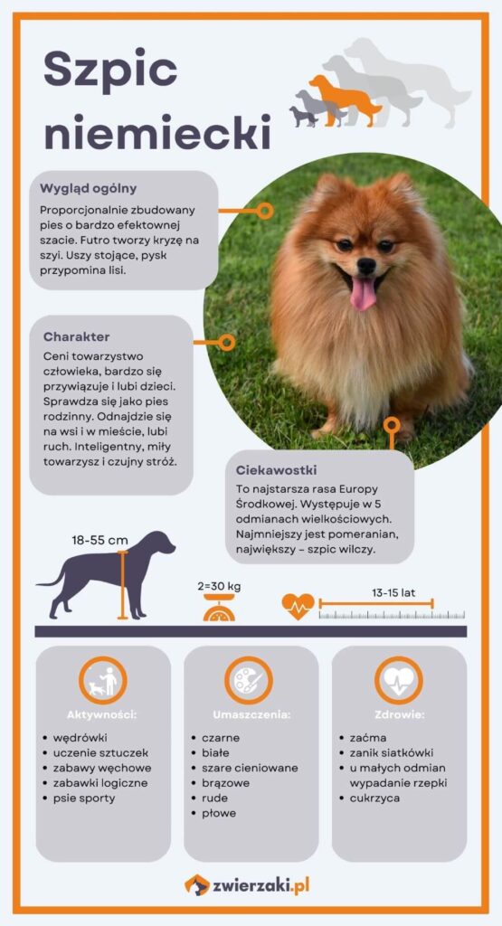 Szpic niemiecki infografika