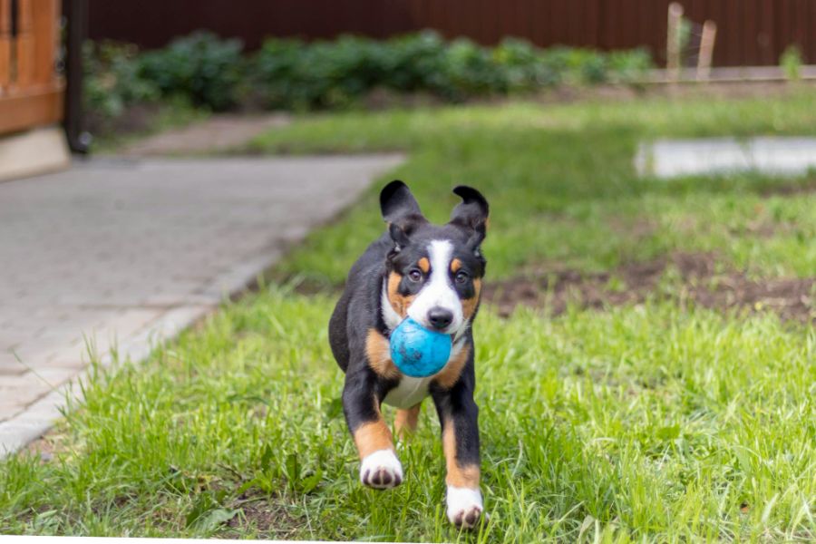 szczeniak entlebucher biegnie z piłką