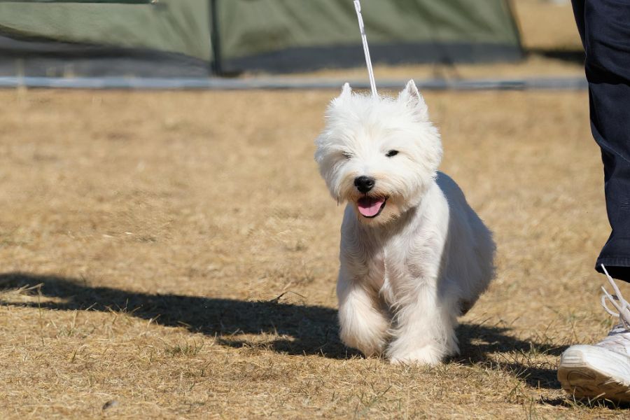 white highland white terrier idzie przy nodze na ringu wystawowym