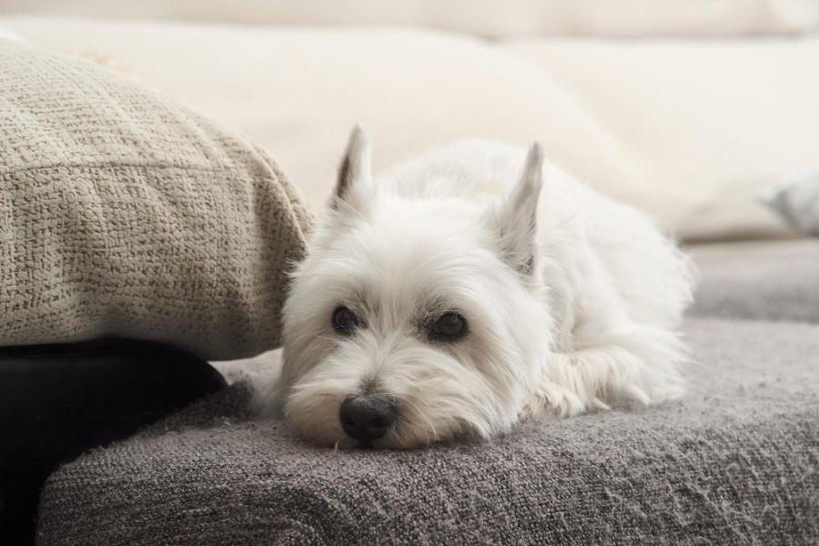 white highland white terrier pies leży na kanapie