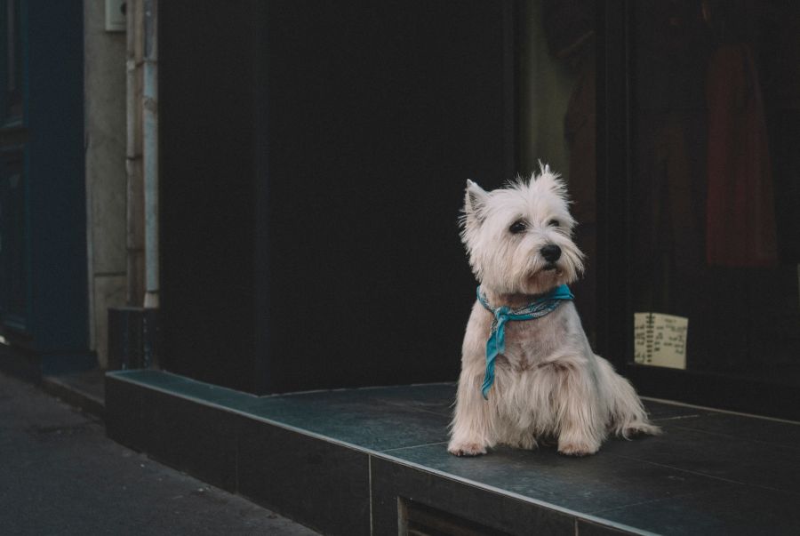 white highland white terrier pies siedzi na schodach