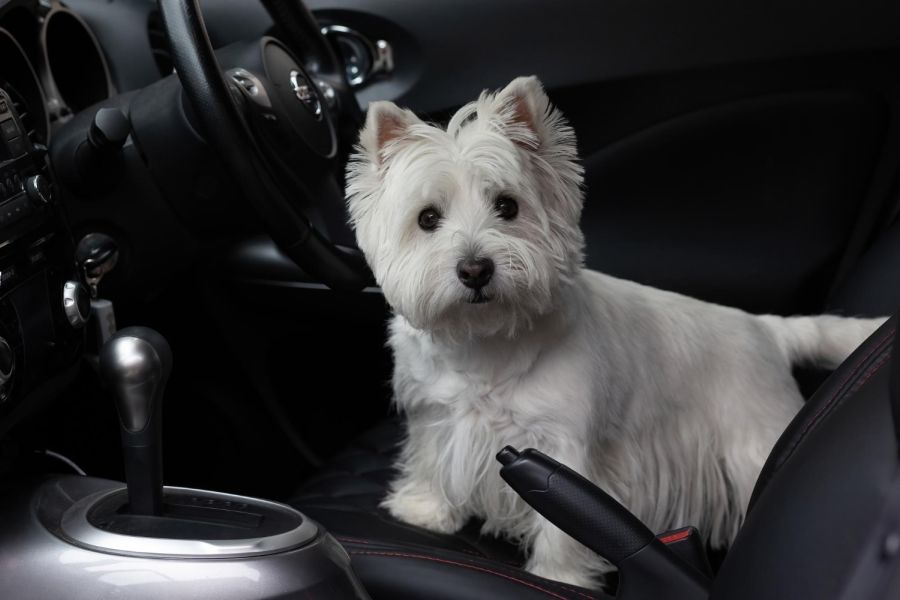 white highland white terrier pies stoi na fotelu kierowcy