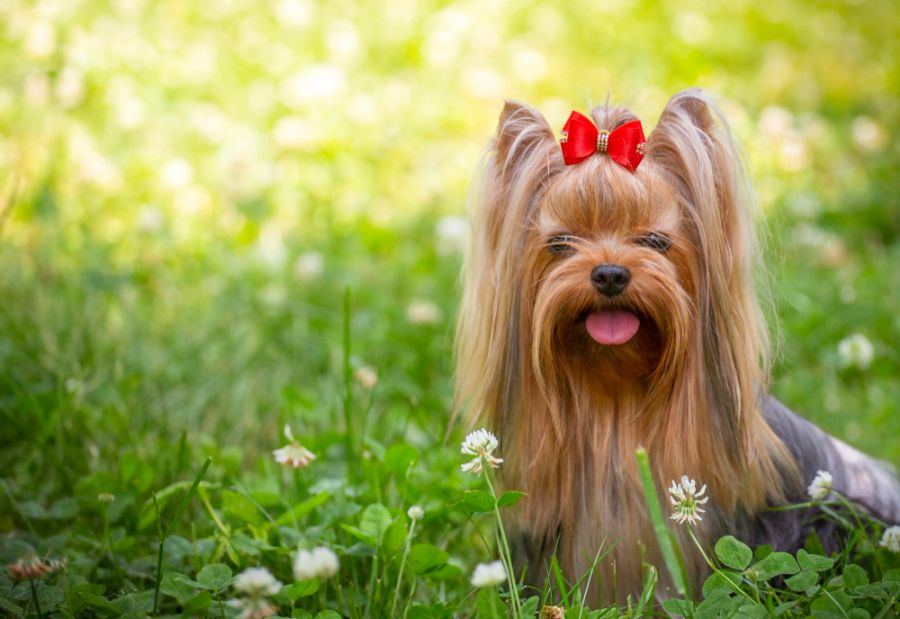 yorkshire terrier długowłosy pies siedzi na łące