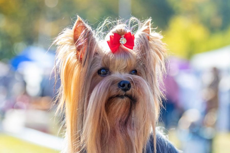 yorkshire terrier portret psa z ludźmi w tle