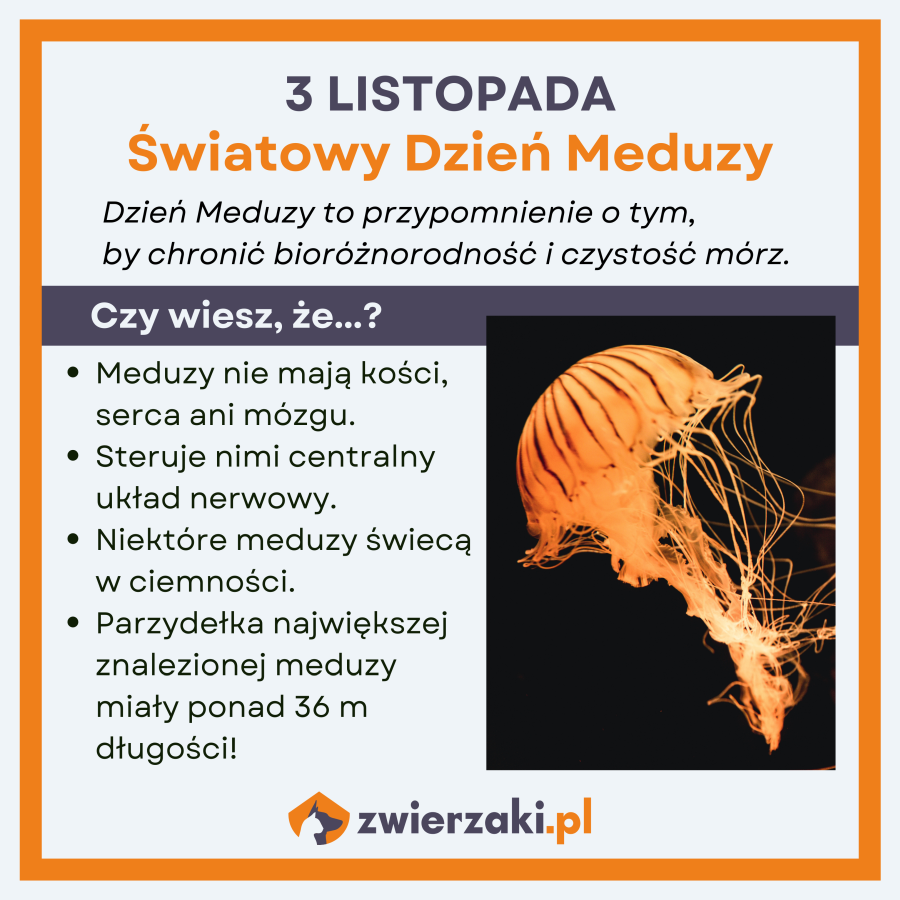 dzień meduzy infografika