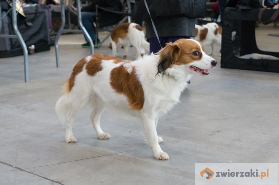 nederlandse kooikerhondje na wystawie psów rasowych