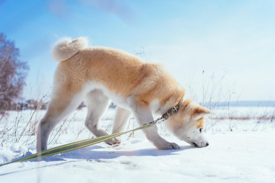 szczeniak akita na śniegu