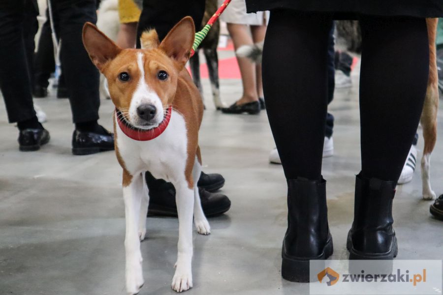 basenji pies patrzy w obiektyw na wystawie psów rasowych