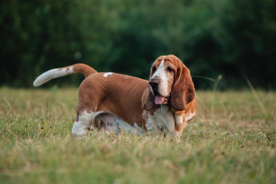 Basset hound – leniwy psiak o łagodnym usposobieniu