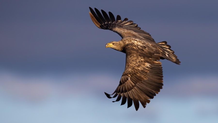 Bielik zwyczajny (Haliaeetus albicilla)