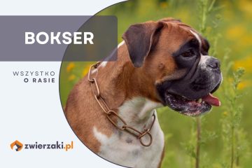 bokser