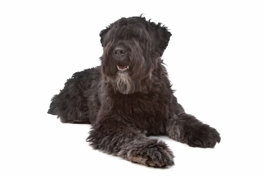 bouvier des flandres pies leży na białym tle