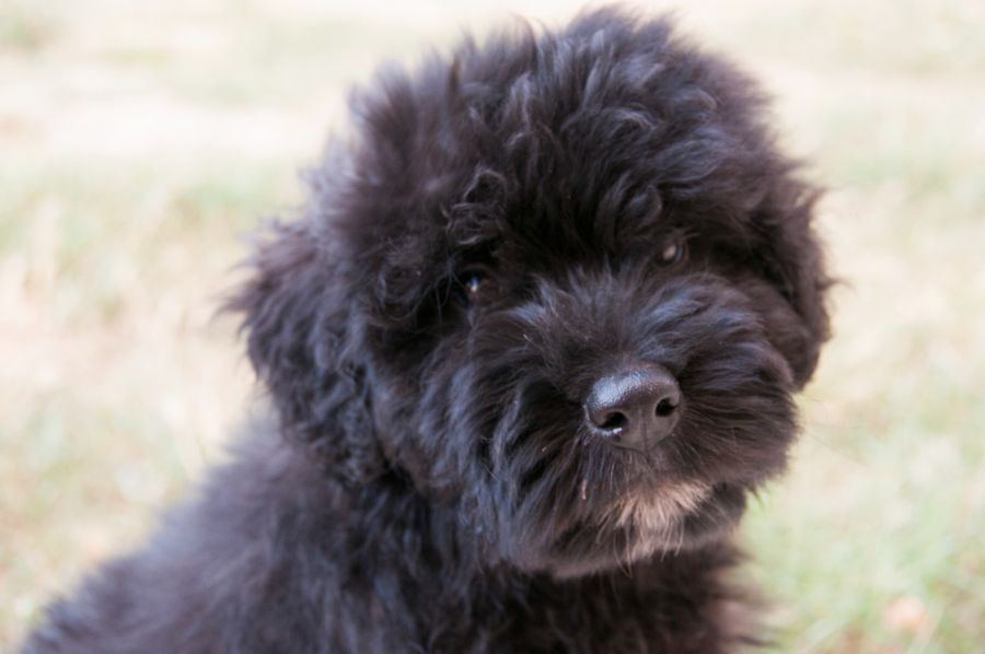 bouvier des flandres szczeniak portret