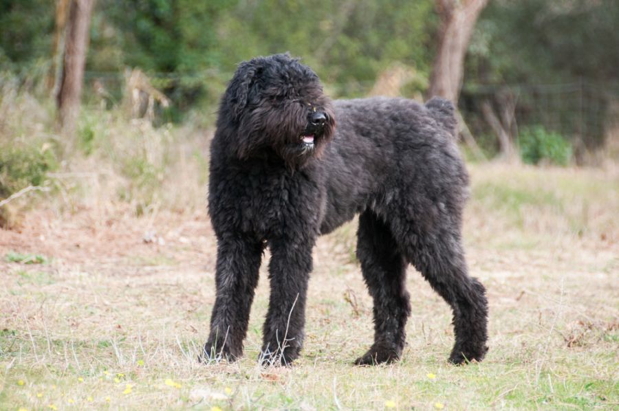 bouvier des flandres dorosły pies stoi na trawniku