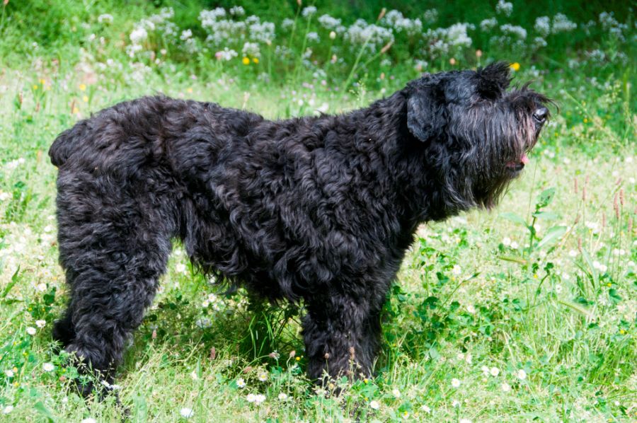 Bouvier des flandres stoi na trawie