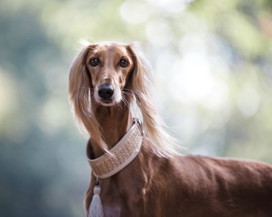 charty saluki z ozdobną obrożą stoi na wietrze