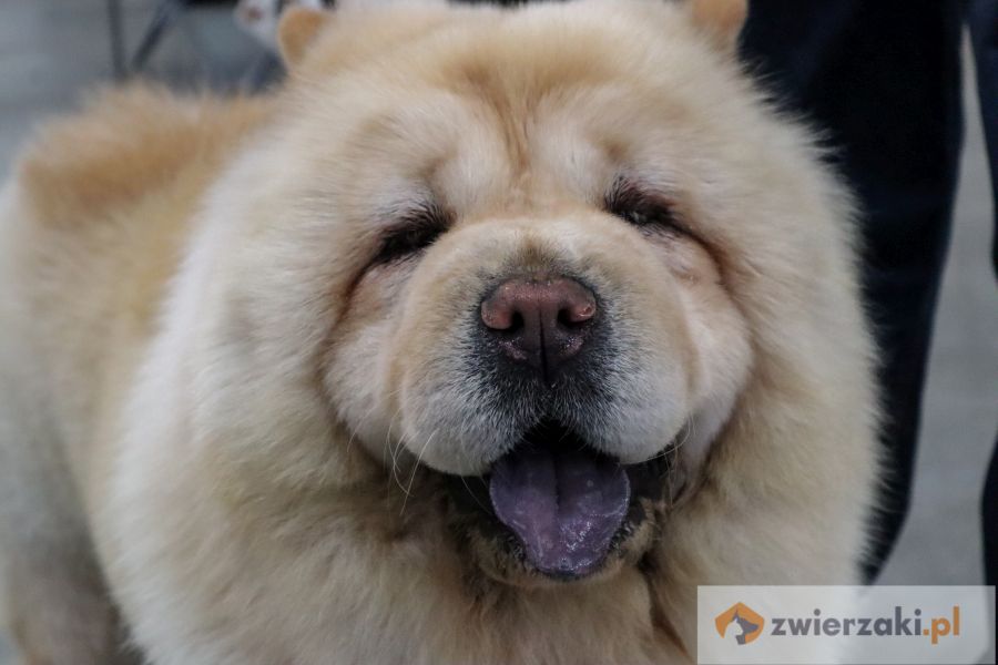 chow chow portret psa na wystawie psów rasowych