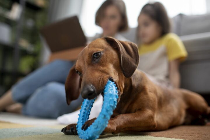 close up beautiful dachshund dog with chewing toy