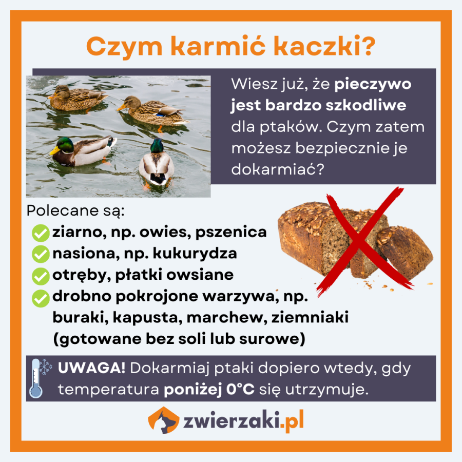 czym karmić kaczki infografika