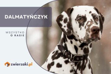 dalmatyńczyk