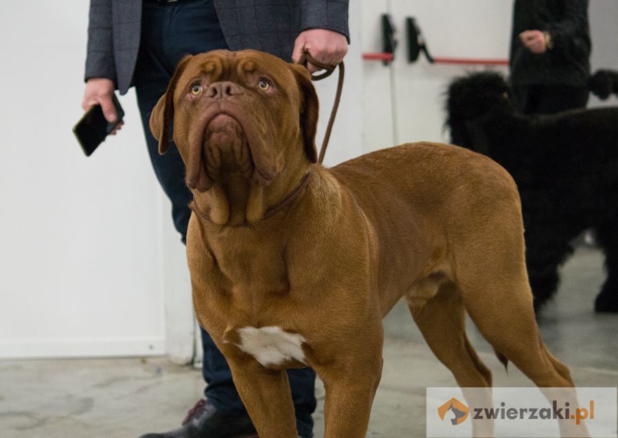 dog de bordeaux pozuje na wystawie psów rasowych