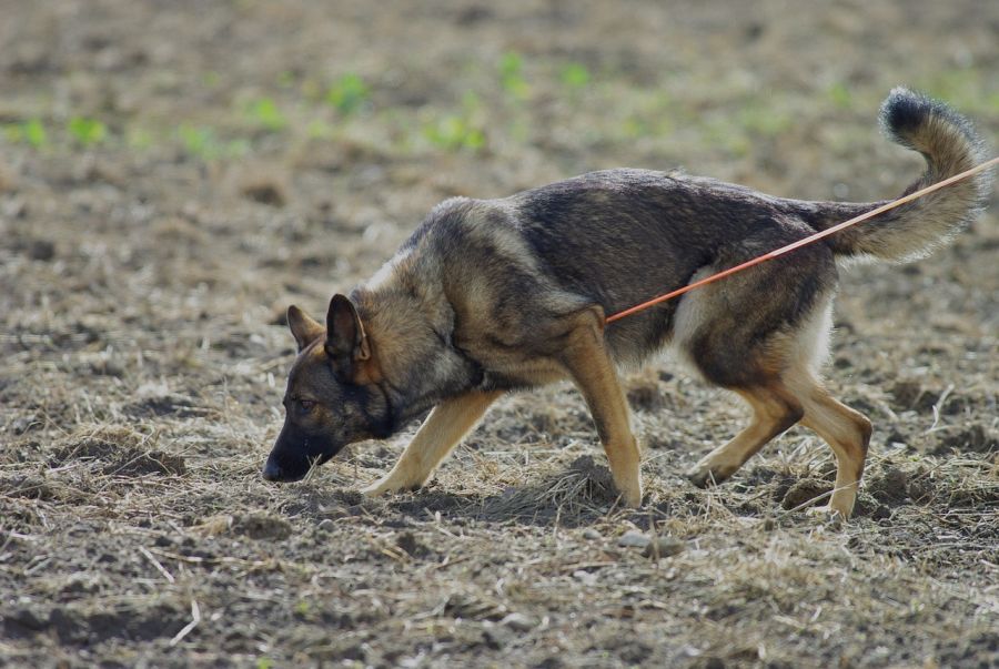 owczarek niemiecki krótkowłosy tropi na polu