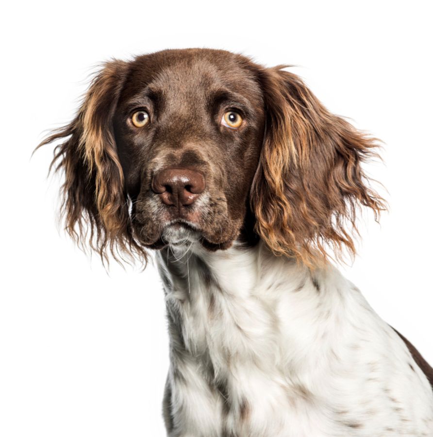 Mały münsterländer portret psa