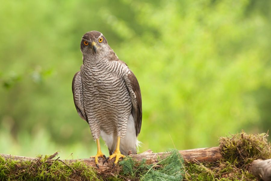 Jastrząb zwyczajny (Accipiter gentilis)