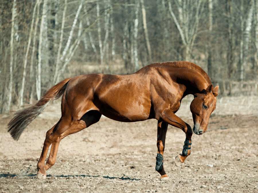 kasztanowaty koń