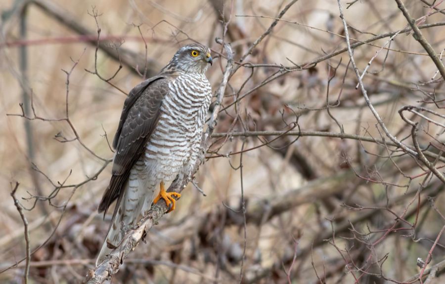 krogulec accipiter nisus