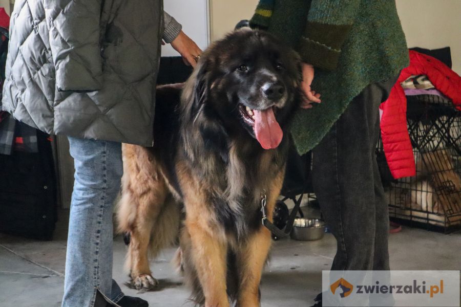 leonberger dorosły pies stoi i czeka na swoją kolej na wystawie psów rasowych