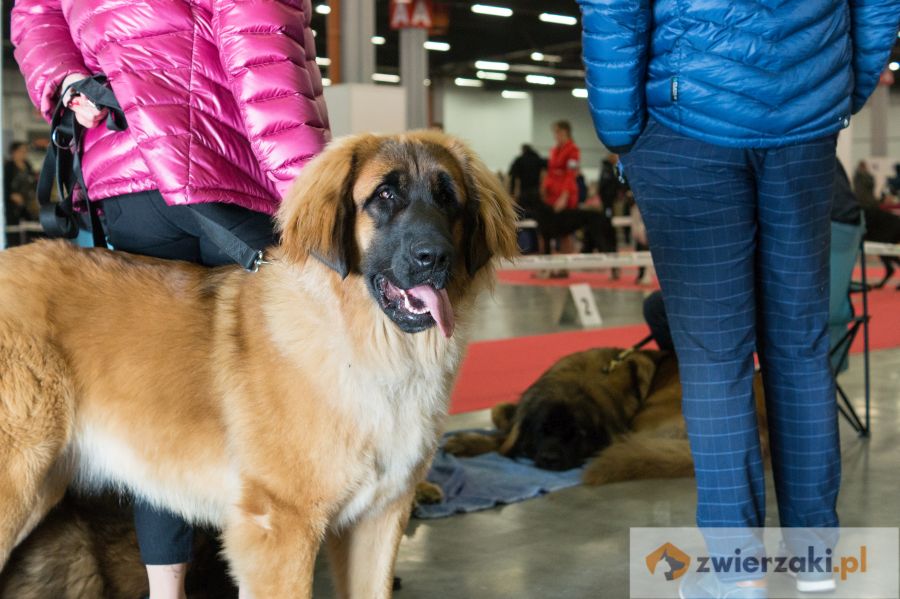 młody leonberger stoi na wystawie psów rasowych